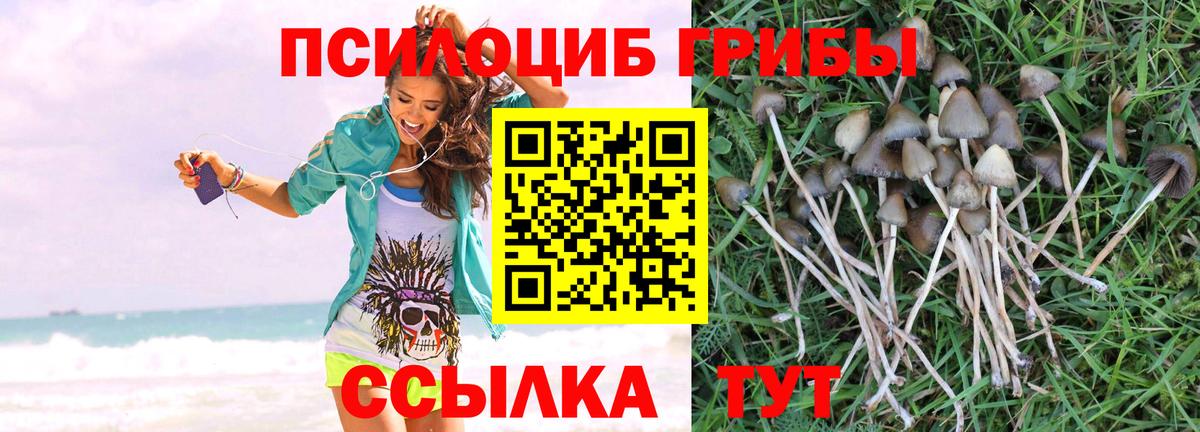 Моздок  Псилоцибиновые грибы MAGIC MUSHROOMS  даркнет сайт  Вход с VPN 